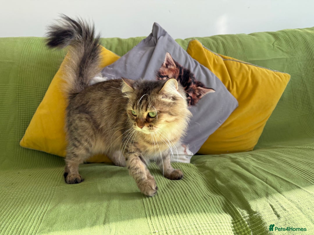 British Longhair cats for sale: British Longhair Cat - Image 3