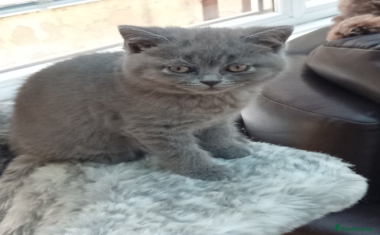 British Shorthair cats - Advert 1