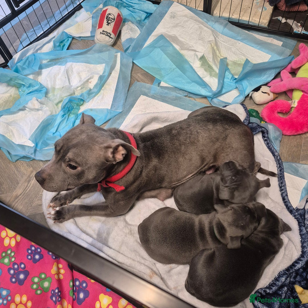 Staffordshire Bull Terrier dogs for sale: Staffordshire bull terrier pups - Advert 3