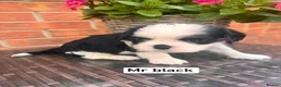 Cavalier King Charles Spaniel dogs for sale: KC REG LITTER OF 4 DNA CLEAR 🐶 🤩 PUPPIES  - Advert 6