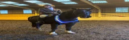 Welsh Section D horses for sale: Genie Welsh Section D 14.2 mare pony club in Burton-on-Trent - Advert 4