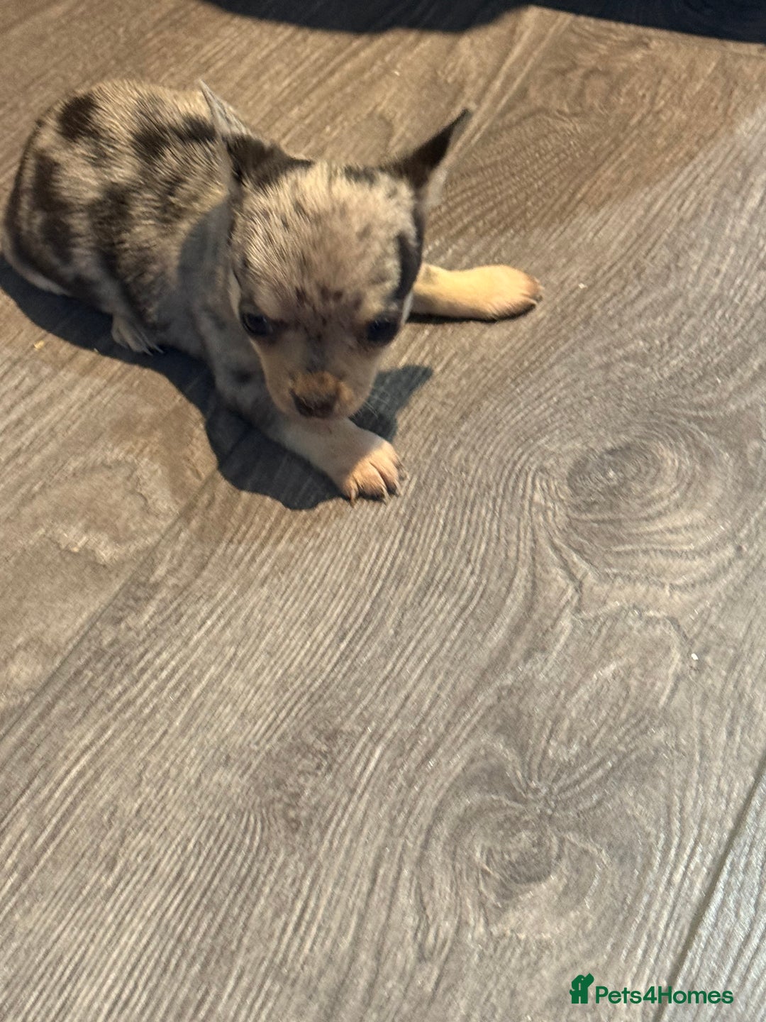 Chihuahua dogs for sale: Chihuahua puppies  - Image 6