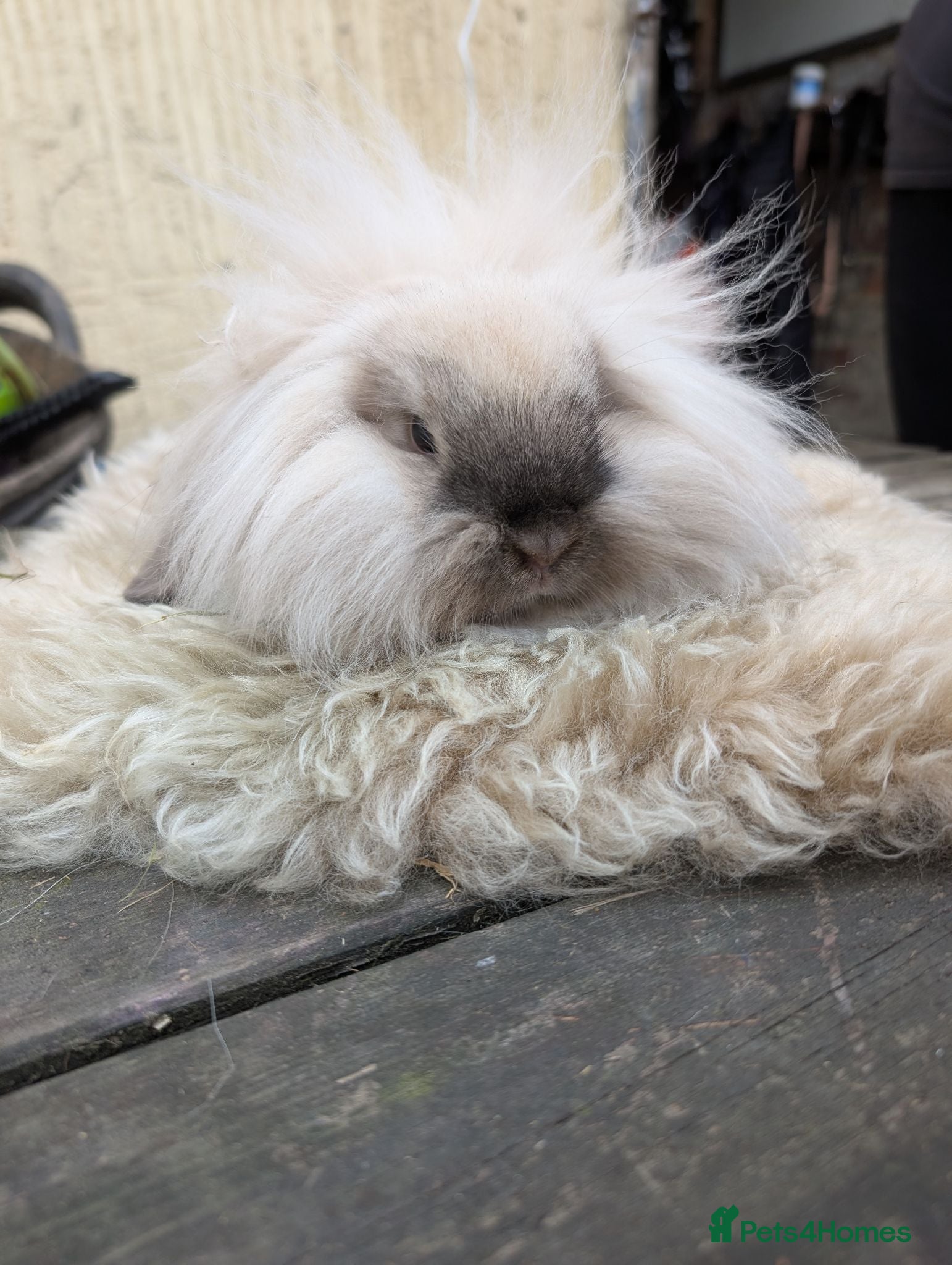 Mini Lion Lop rabbits Pure Bred double mane mini lion lop - Advert 1