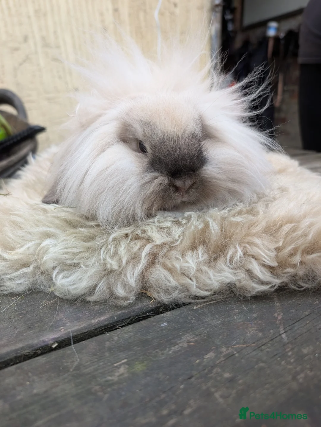 Mini Lion Lop rabbits for sale: Pure Bred double mane mini lion lop - Advert 1