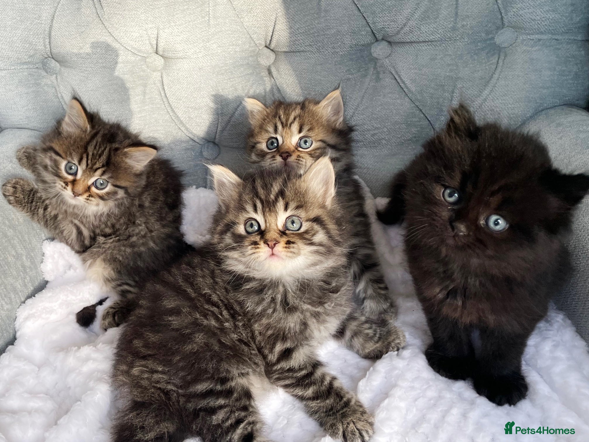 Siberian cats Siberian kittens for sale - Advert 1