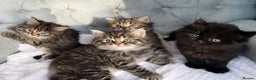 Siberian cats for sale: Siberian kittens for sale - Advert 1