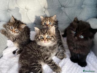 Siberian cats Siberian kittens for sale - Advert 1