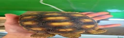 Tortoise reptiles for sale: Gorgeous 1 Year Old Sulcata Tortoise  in Sandy - Advert 5