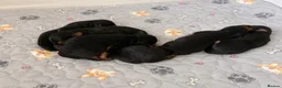 Welsh Terrier dogs for sale: Welsh terrier  - Advert 3