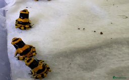 Frog reptiles for sale: Dendrobates Leucomelas froglets - Image 5