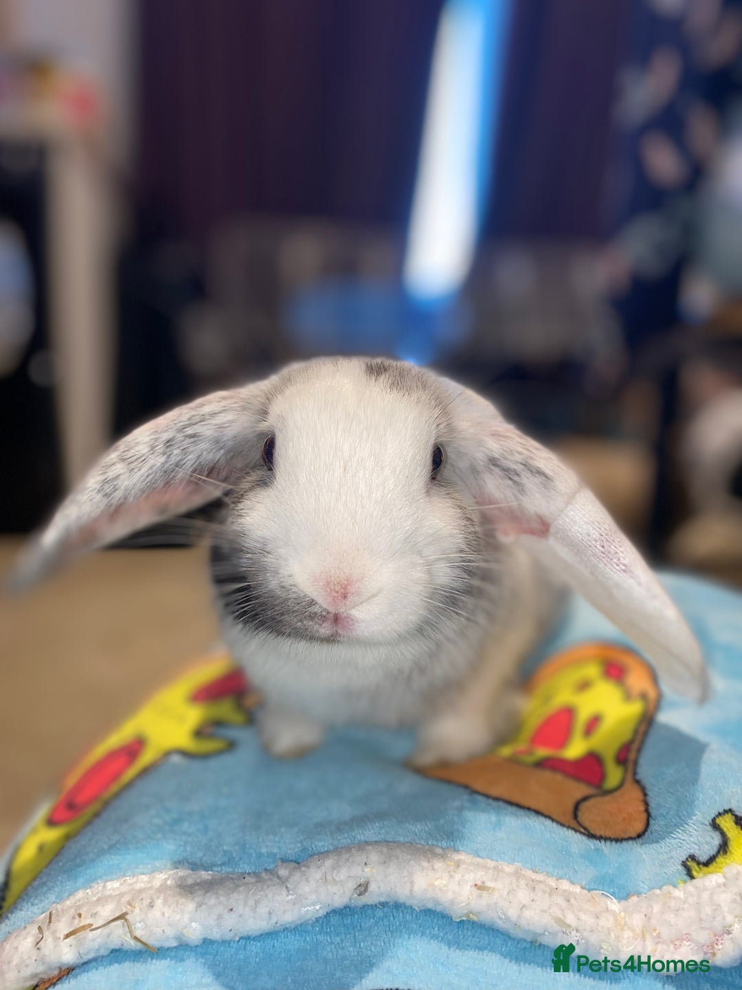 Mixed Breed rabbits for sale: Three beautiful male rabbits - Image 16