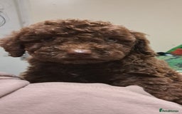 Cockapoo dogs for sale: Cockerpoo cross poodle puppys  - Image 7