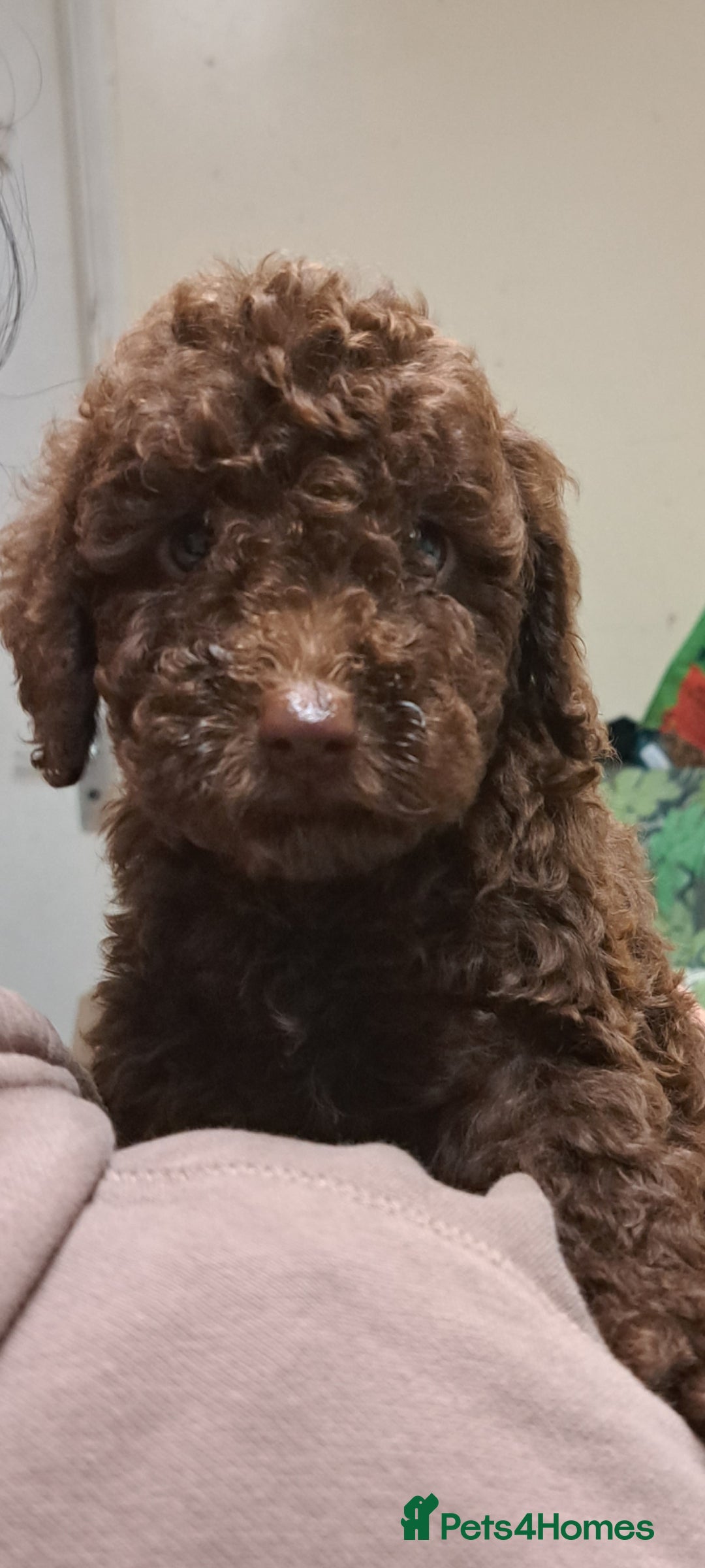 Cockapoo dogs for sale: Cockerpoo cross poodle puppys  - Image 7