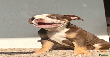 Olde English Bulldogge dogs in Sutton - Advert 16
