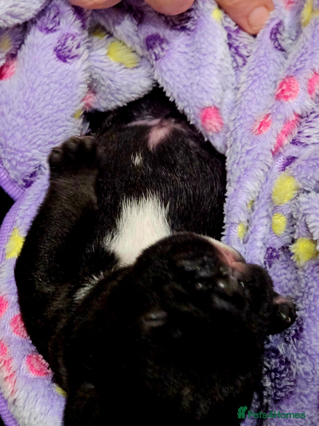 English Bulldog dogs for sale: KC Reg English Bulldogs Champion Bloodlines  - Image 26