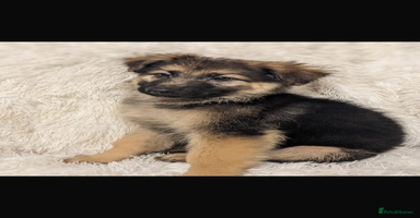 German Shepherd dogs - Advert 15