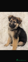 German Shepherd dogs - Advert 12