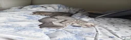 Scottish Fold cats for sale: 5 Pedigree Beautiful Loving Scottish Folds  - Advert 28