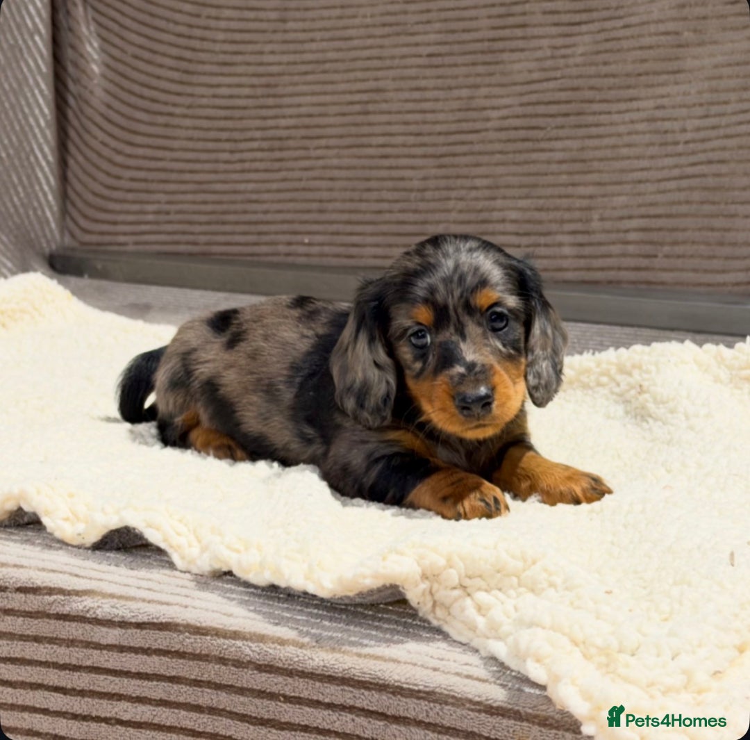 Miniature Dachshund dogs for sale: STUNNING LONG HAIRED KC MINI DACHSHUND PUPPIES - Advert 14