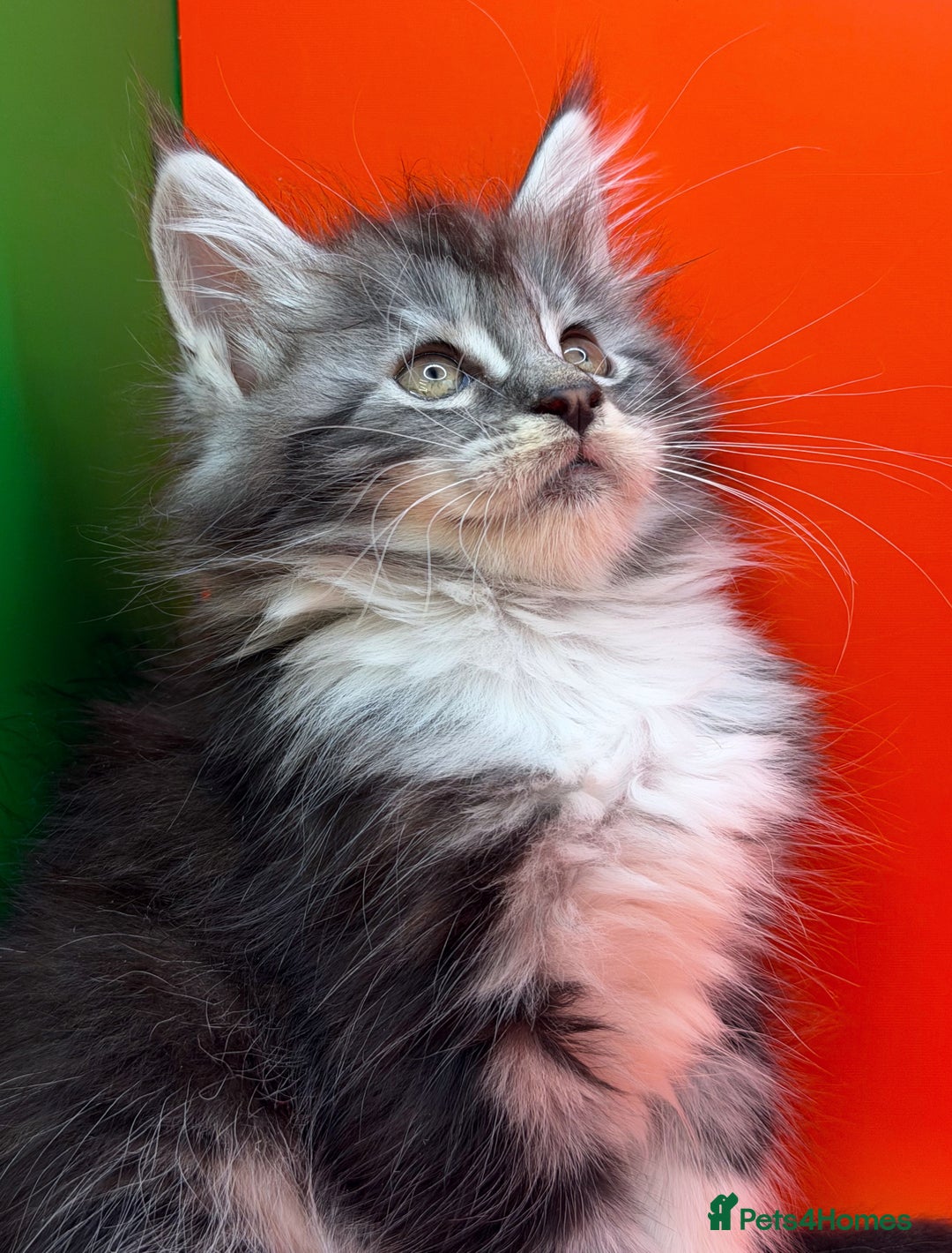 Maine Coon cats for sale: Maine Coons with Tests, Papers, Vet Checks & Vacc. - Advert 17