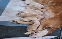 Golden Retriever dogs for sale: 7 beautiful Golden Retriever puppies  - Advert 6