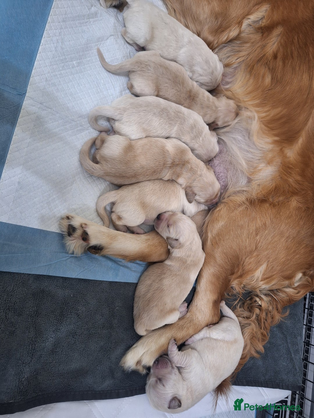 Golden Retriever dogs for sale: 7 beautiful Golden Retriever puppies  - Advert 6
