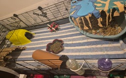 Guinea Pig rodents for sale: 2 female guinea pigs for sale  - Image 3