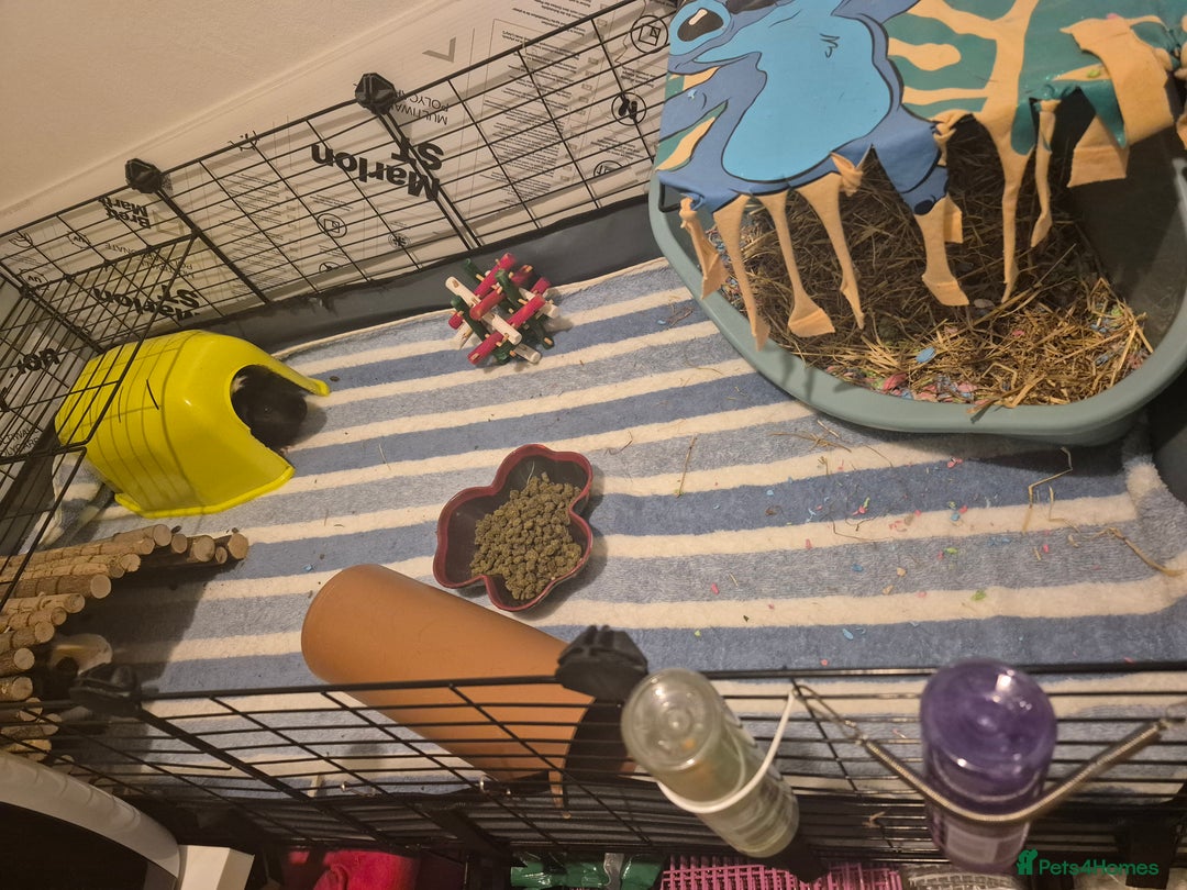 Guinea Pig rodents for sale: 2 female guinea pigs for sale  - Image 3