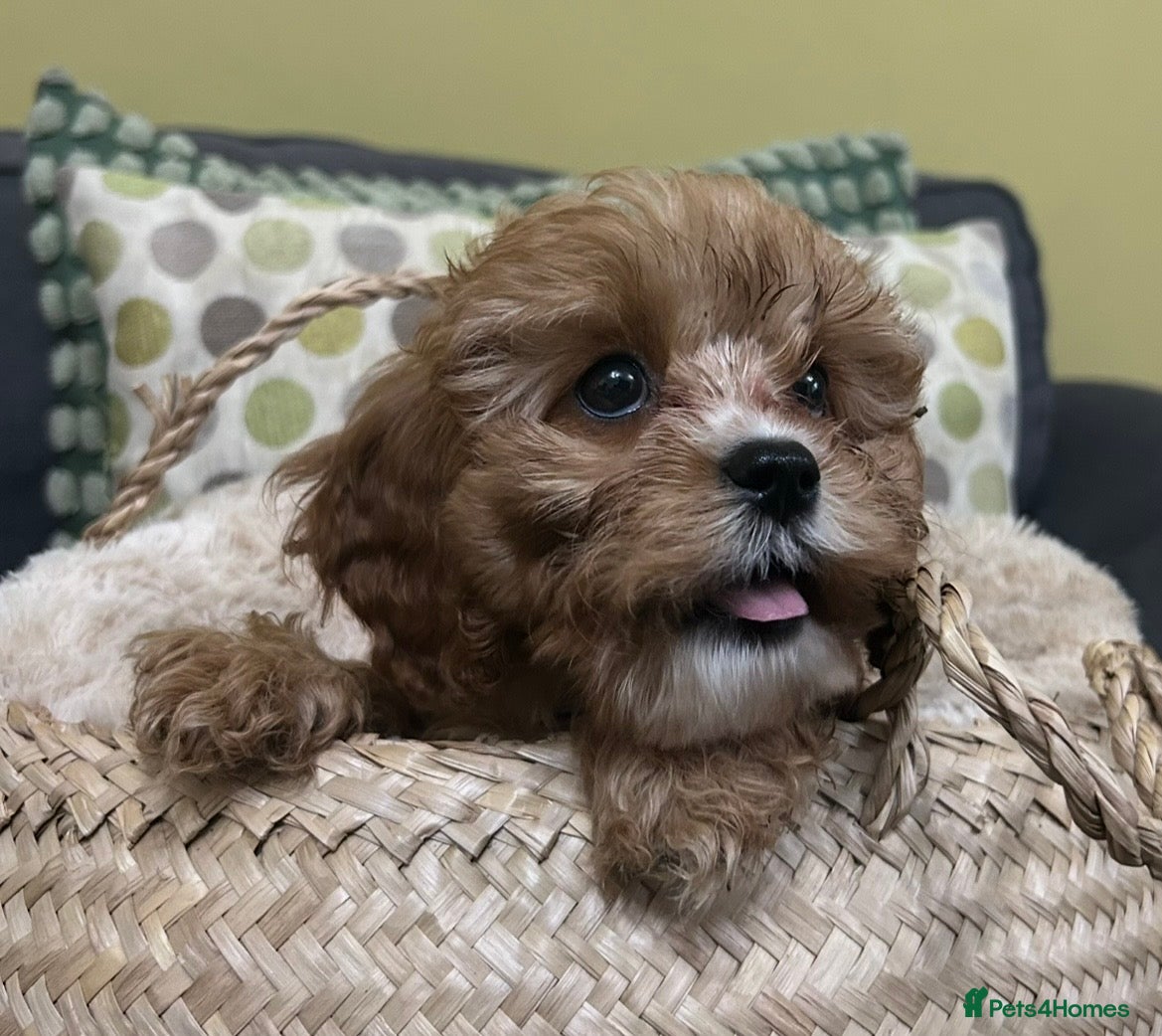 Cavapoo dogs  282 HEALTH TESTS ALL CLEAR WITH CERTIFICATES  - Advert 4