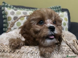 Cavapoo dogs 282 HEALTH TESTS ALL CLEAR WITH CERTIFICATES - Advert 2