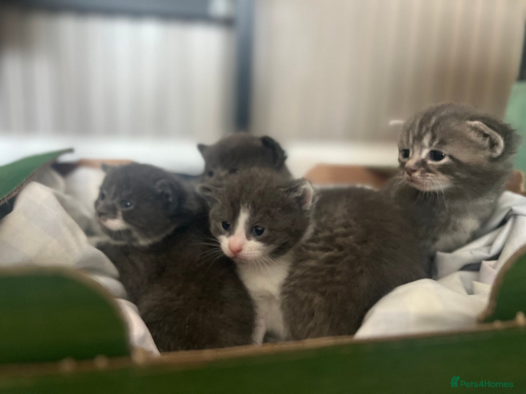 Russian Blue cats for sale: Last little lady  in Waltham Abbey - Image 13
