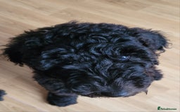 Newfypoo dogs for sale: Newfypoo F3b multi generation  - Image 2