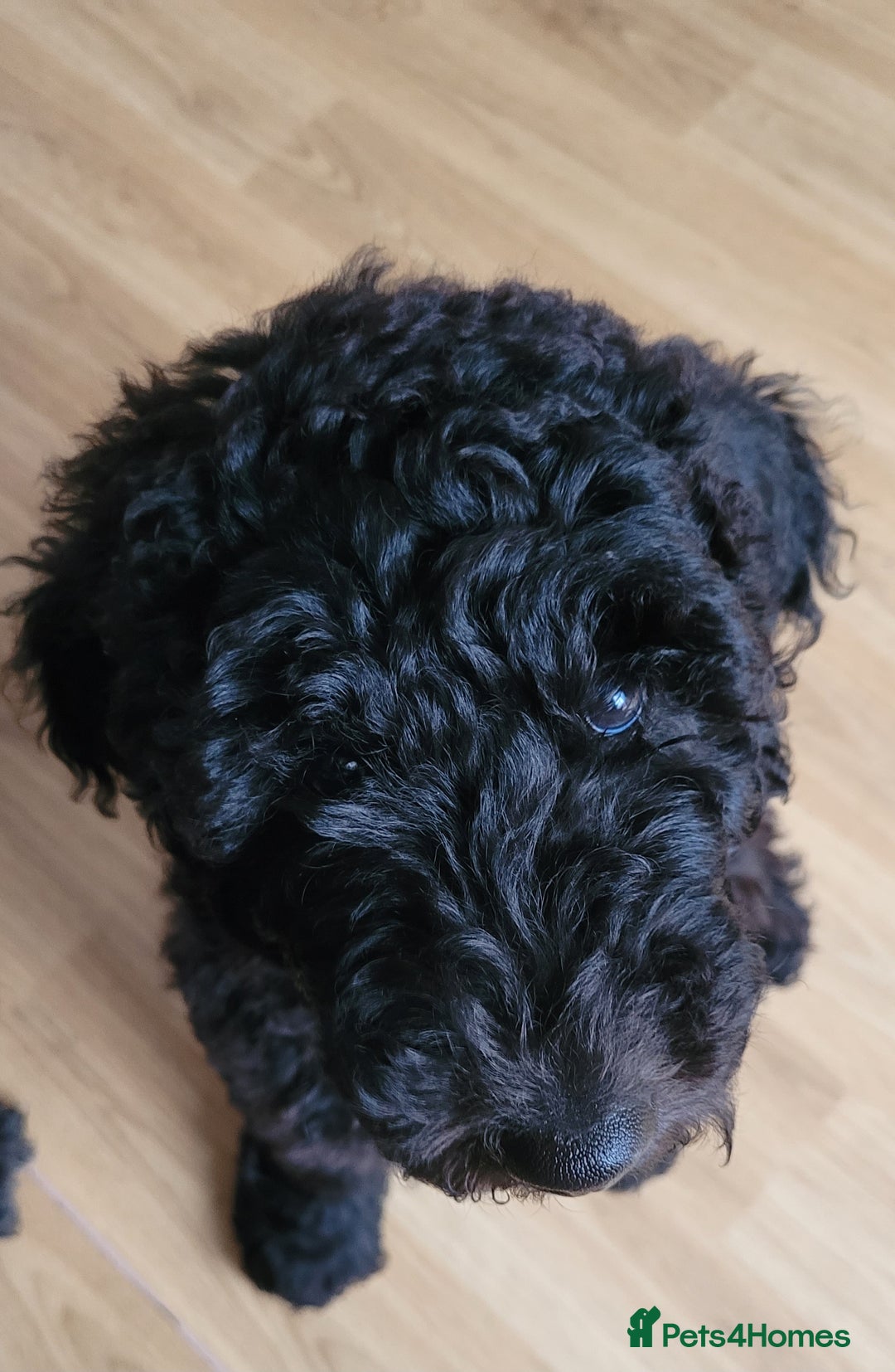 Newfypoo dogs for sale: Newfypoo F3b multi generation  - Image 2