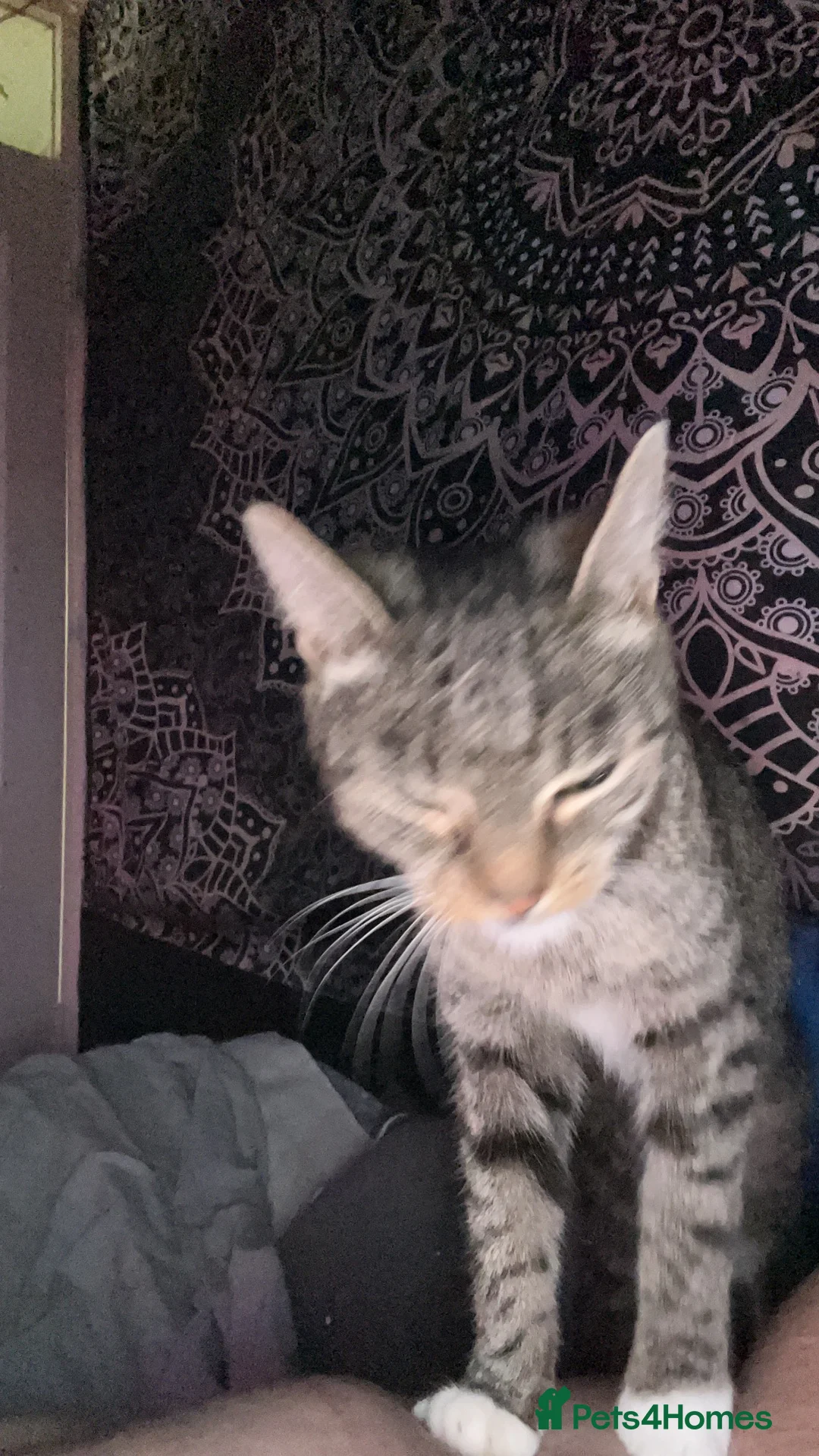 Mixed Breed cats for sale: Bubbles - Advert 2