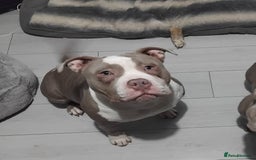 American Bully dogs for sale: Pocket bully - Image 2