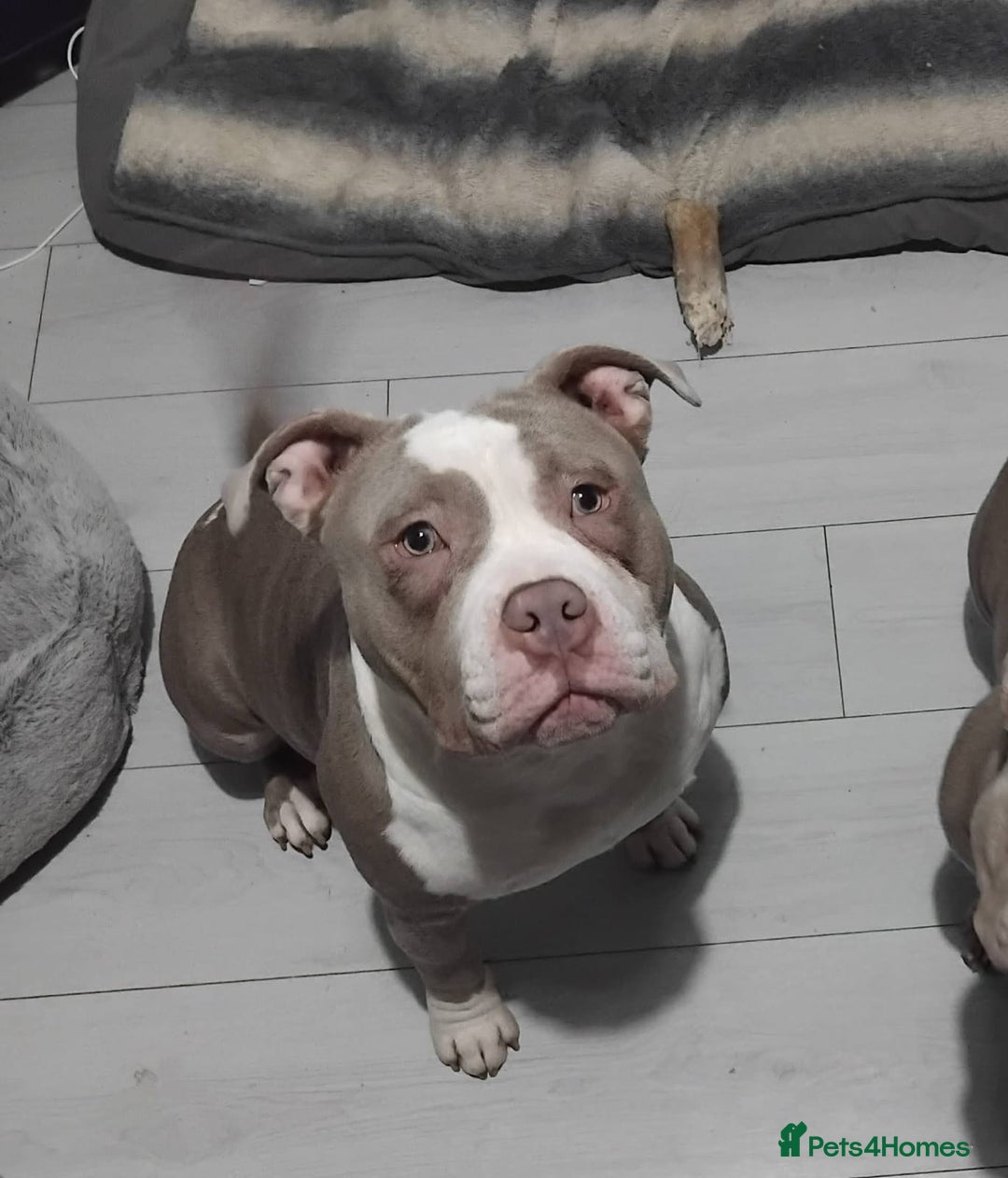 American Bully dogs for sale: Pocket bully - Image 2