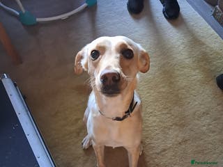 Mixed Breed dogs 5 whippador puppies for sale - Advert 1