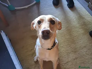 Mixed Breed dogs *ALL whippador puppies UNAVAILABLE - Advert 2