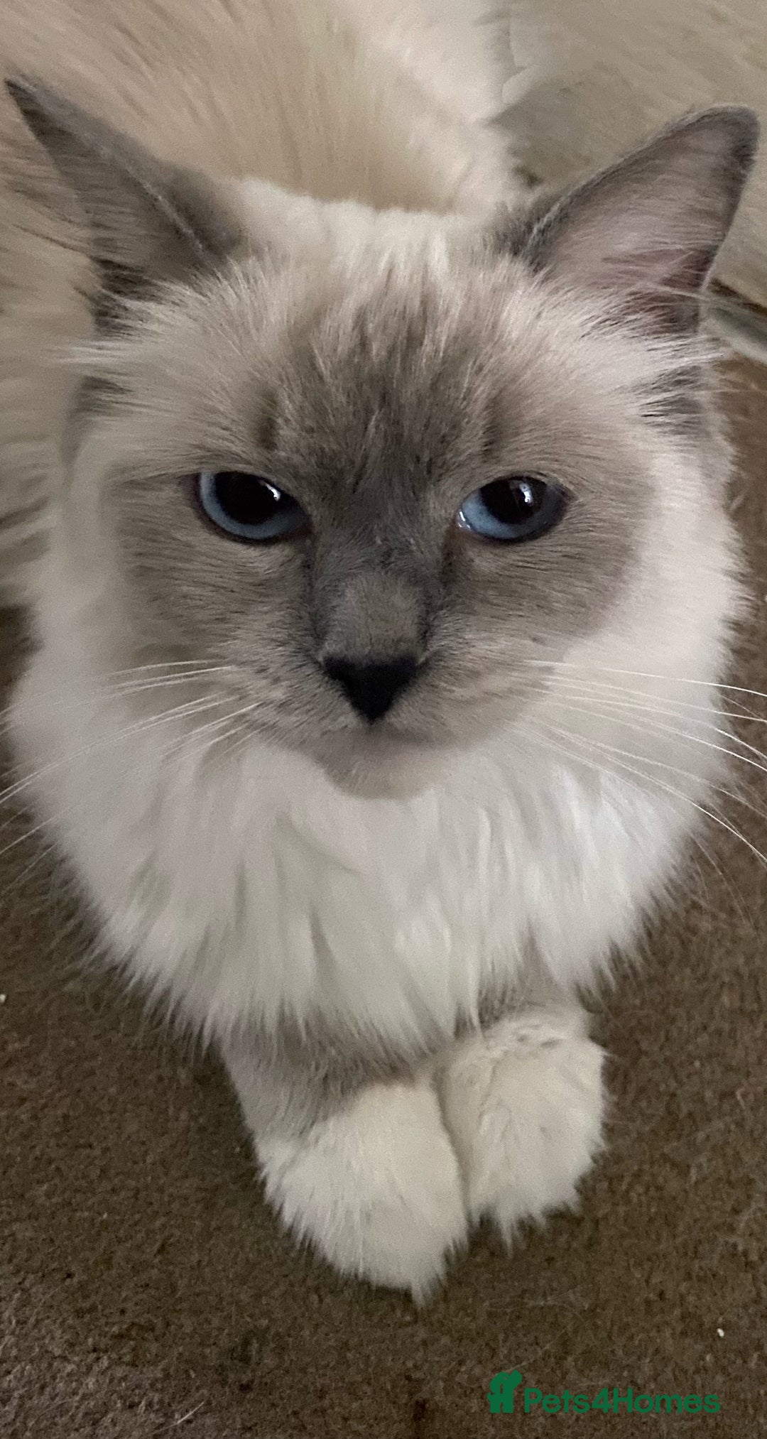 Ragdoll cats for sale: Pedigree ragdolls kittens TICA registered - Advert 13