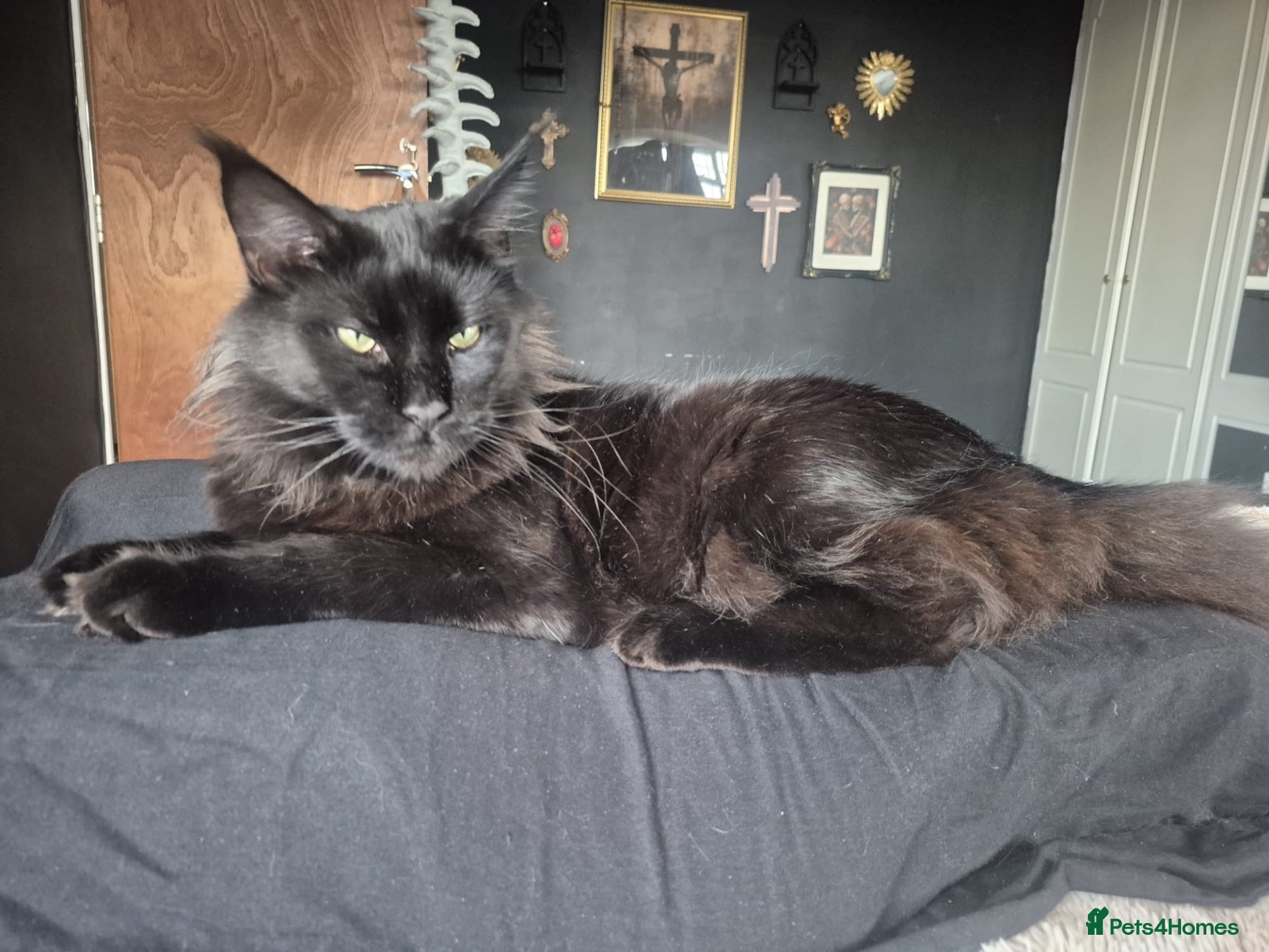 Maine Coon cats for sale: 🐾 Beautiful 4-Year-Old Female Maine Coon  🐾 - Advert 2