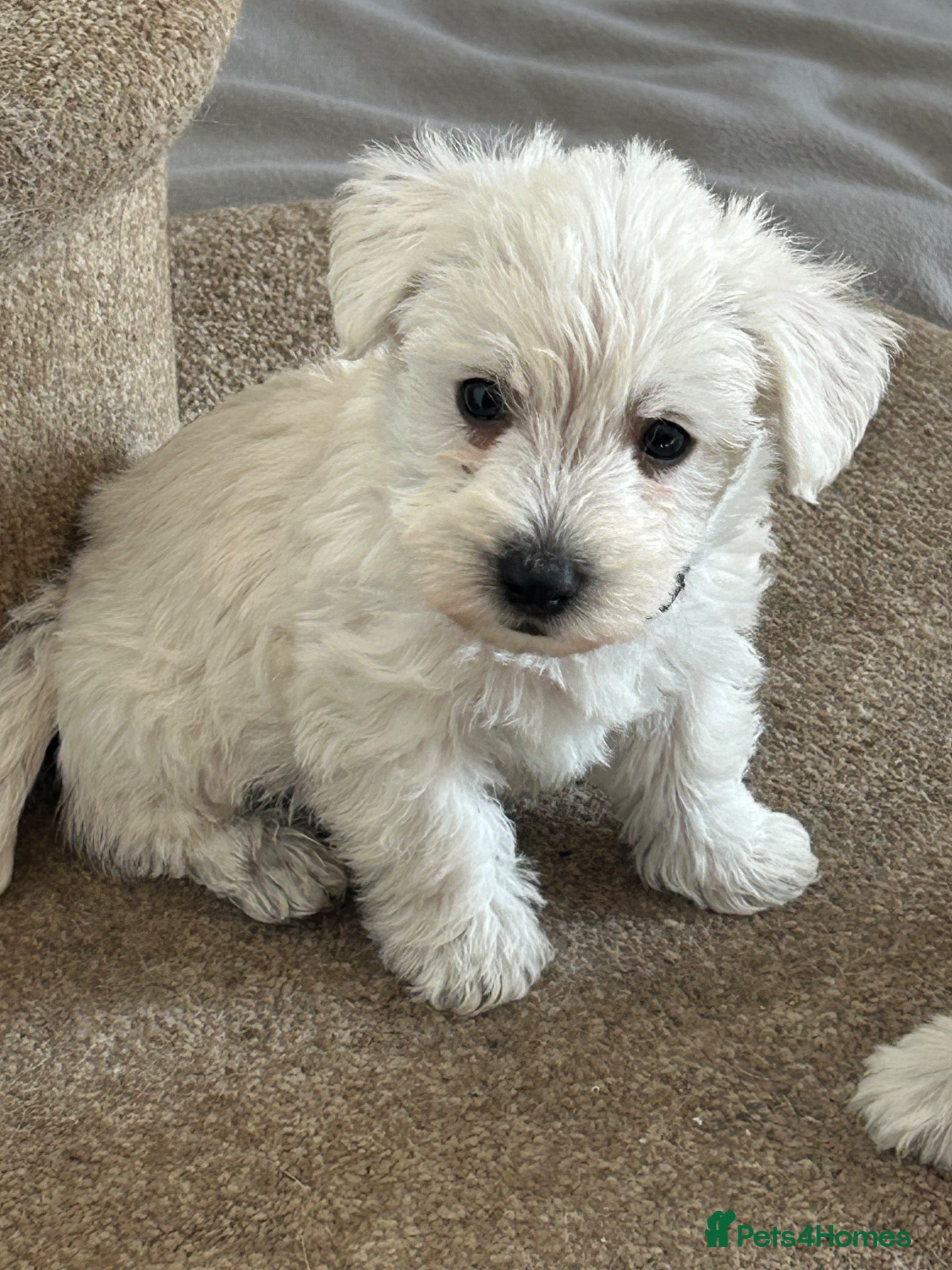 Westiepoo dogs Beautiful Westiepoo pups - Advert 1