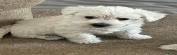 Westiepoo dogs for sale: Beautiful Westiepoo pups - Advert 1