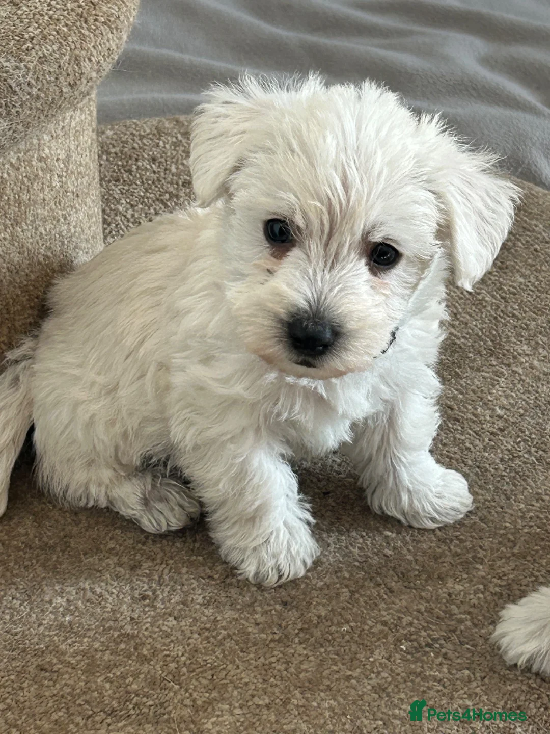 Westiepoo dogs for sale: Beautiful Westiepoo pups - Advert 1