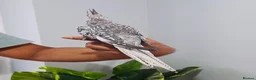 Cockatiels birds for sale: Beautiful baby hand tamed cockatiels for sale. - Advert 6