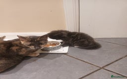 Domestic Shorthair cats for sale: Kittens  - Image 4