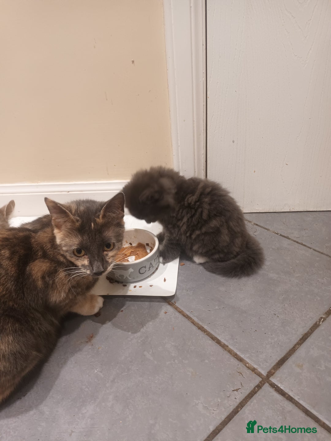 Domestic Shorthair cats for sale: Kittens  - Image 4