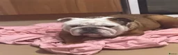 Olde English Bulldogge dogs for sale: English bulldog  - Advert 4