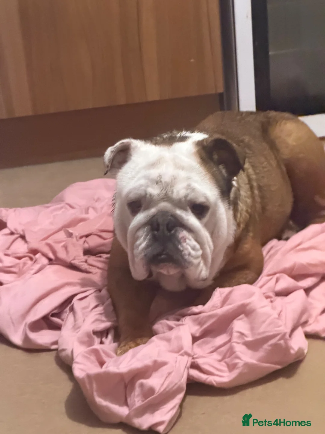 Olde English Bulldogge dogs for sale: English bulldog  - Advert 4