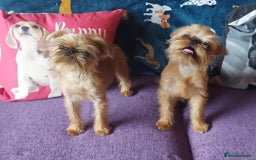 Griffon Bruxellois dogs for sale: kc Griffon Bruxellois - Image 15