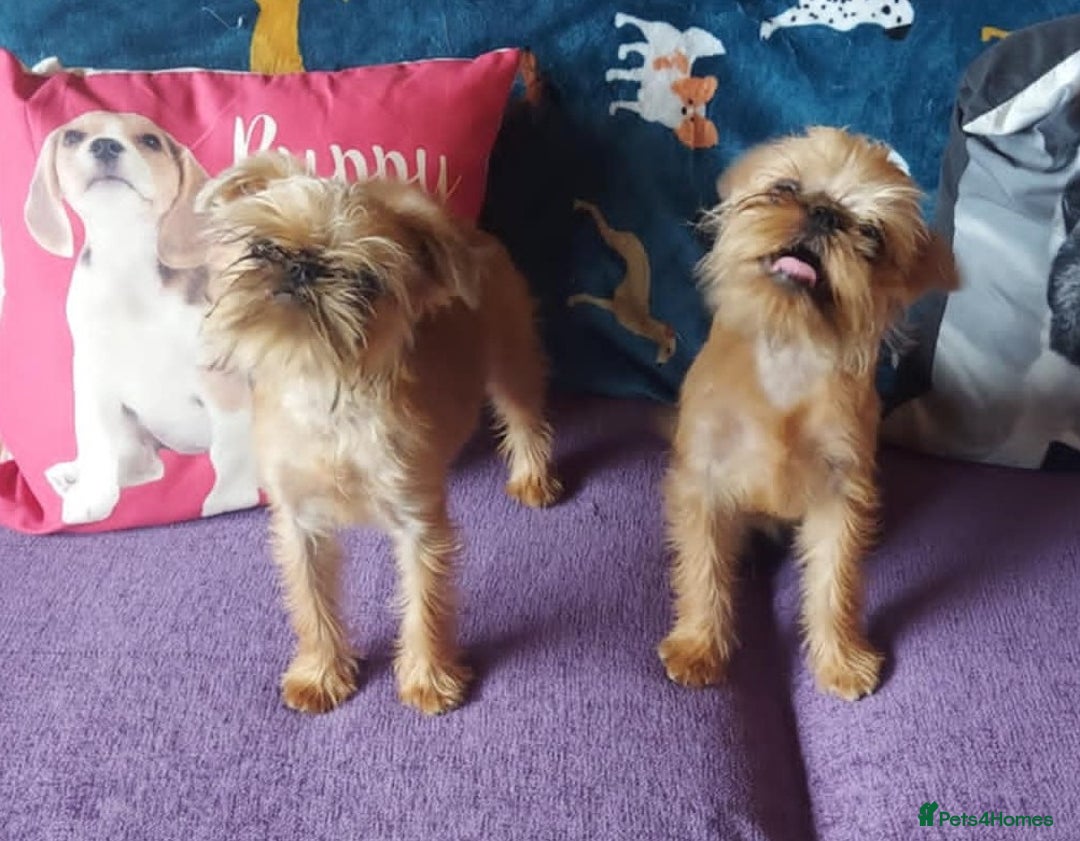 Griffon Bruxellois dogs for sale: kc Griffon Bruxellois - Image 15
